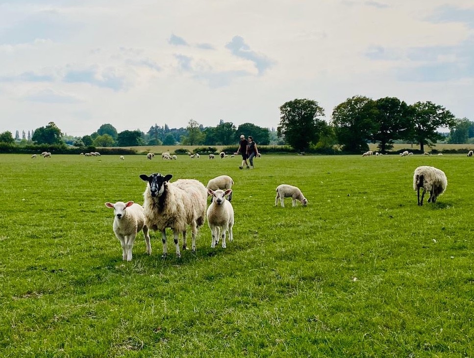 a person and a group of sheep in a field